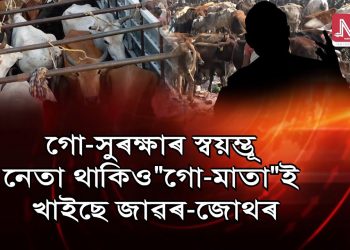 ক’ত হেৰাল গো-মাতাৰ ৰক্ষক? গুৱাহাটীৰ জাৱৰৰ দ’মৰ মাজত হাজাৰ হাজাৰ গৰুৰ এই দুৰৱস্থা কিয়?