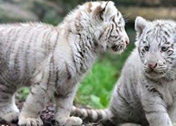Cubs-Lahorezoo