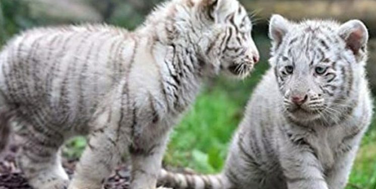 Cubs-Lahorezoo
