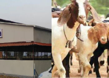 Goat of Karkheda