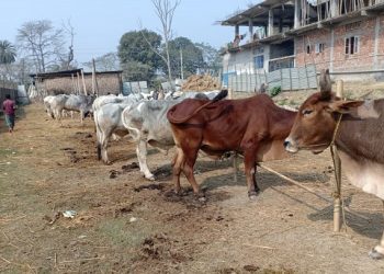 ধুবুৰীত আৰক্ষীৰ অভিযানত ১৮ টা গৰু জব্দ; এগৰাকী ব্যক্তি আটক