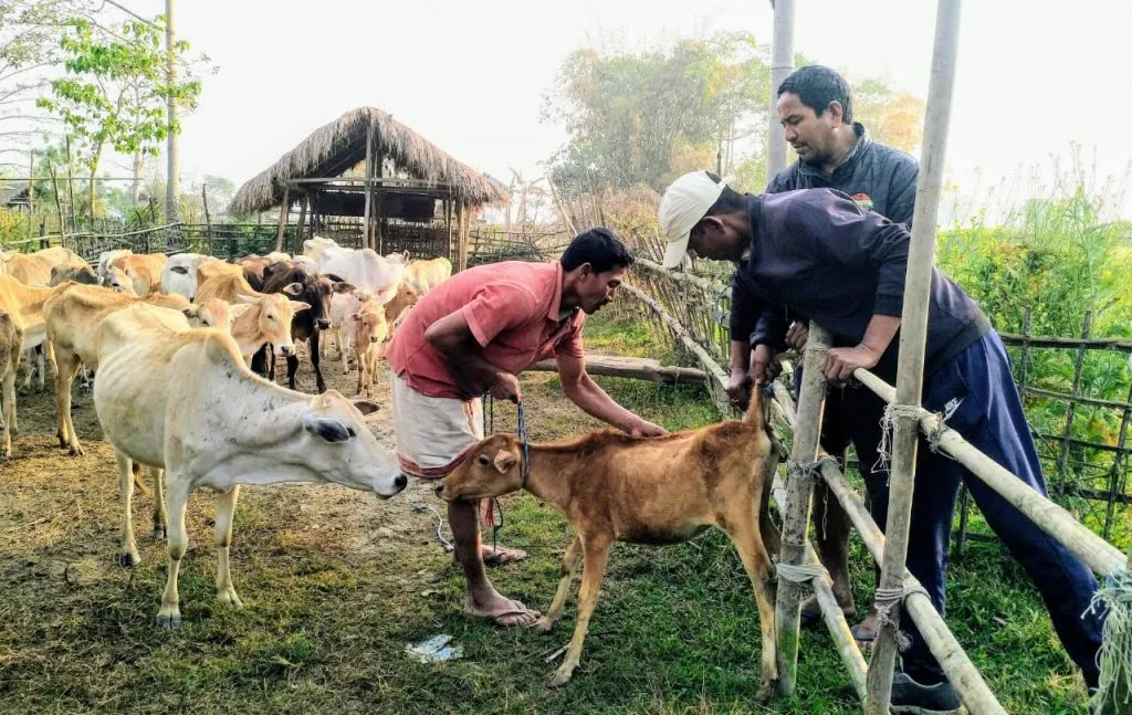 কাজিৰঙা ৰাষ্ট্ৰীয় উদ্যানৰ কাষৰীয়া অঞ্চলৰ পশুধনক টিকাকৰণ অভিযান আৰম্ভ