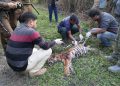 কাজিৰঙাৰ কহঁৰা বনাঞ্চলত ঢেকীয়াপতীয়া বাঘৰ মৃতদেহ উদ্ধাৰ