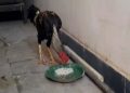 Jagtiyal-Rooster-Telangana-court-cockfighting