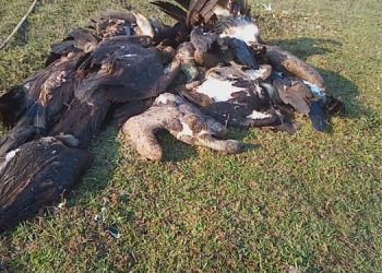 Vulture-750x375