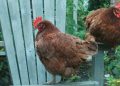 Chickens