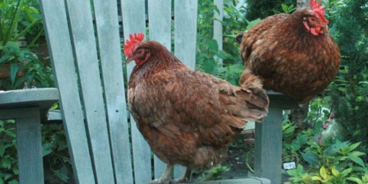 Chickens