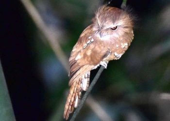 Bird-750x375
