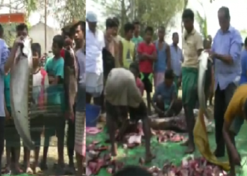 Fish krishnai final