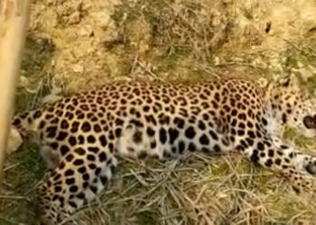 Leopard