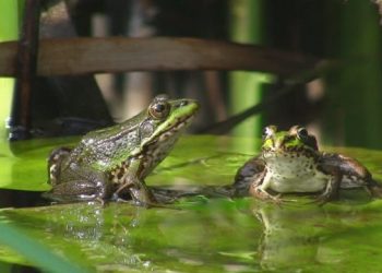 a frog