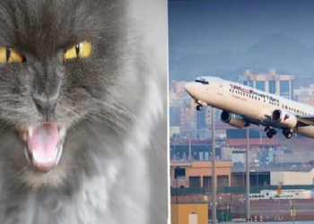 cat-flight