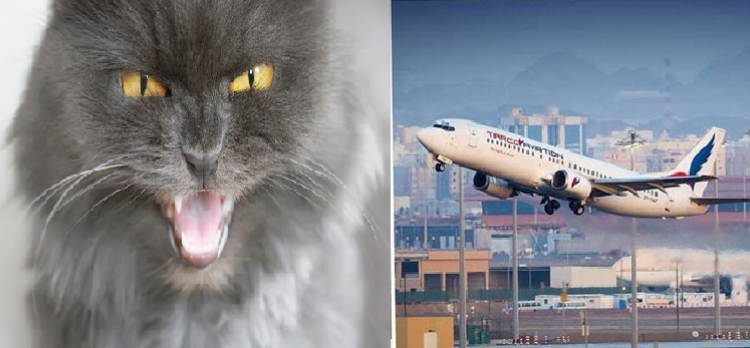 cat-flight