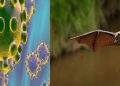 corona spread through bats