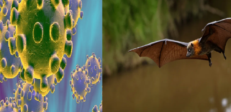 corona spread through bats