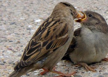 house-sparrow-816x496