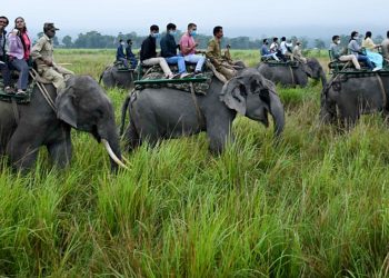 Elephant safari at Kaziranga National Park resumes