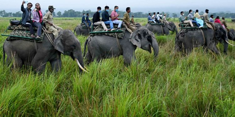 Elephant safari at Kaziranga National Park resumes