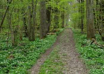 Forest-Department-750x375