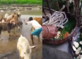 Garu Bihu