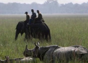 Pobitora-Wildlife-Sanctuary-750x375