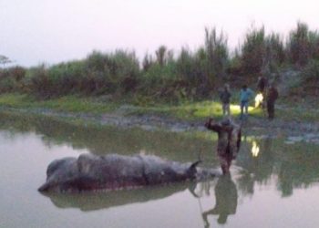 Rhino-1140x570