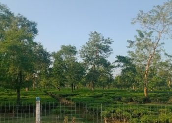 Tea estate(1)