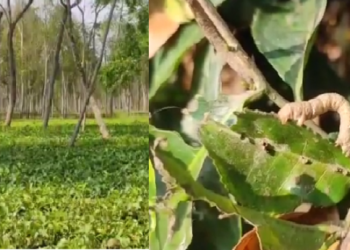 Tea garden Final
