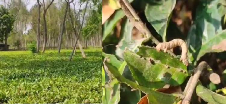 Tea garden Final