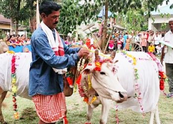 cow