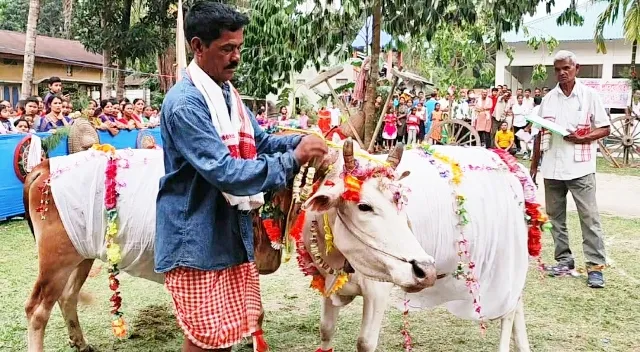 cow