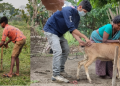 vaccination of pet animals