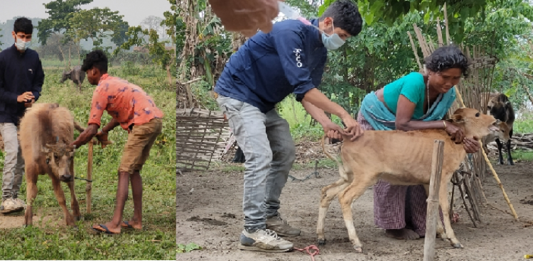 vaccination of pet animals