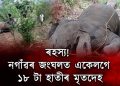 বঢ়মপুৰৰ বামুণী পাহাৰত ১৮ টাকৈ বন্যহস্তীৰ ৰহস্যজনক মৃত্যু