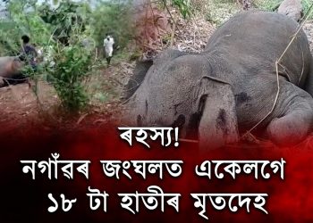 বঢ়মপুৰৰ বামুণী পাহাৰত ১৮ টাকৈ বন্যহস্তীৰ ৰহস্যজনক মৃত্যু