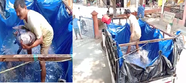 Fish of Madhav Mandir Hajo