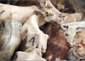 Illegal cattle transportation