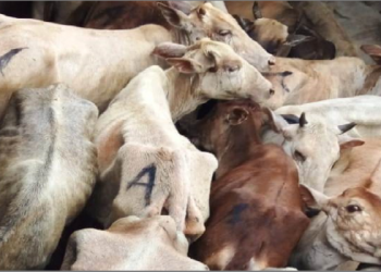 Illegal cattle transportation