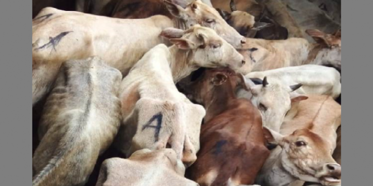 Illegal cattle transportation