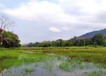Kaziranga