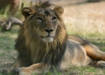 asiatic-lion-1620128229