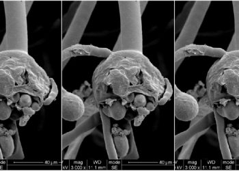 black-fungus