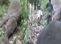 elephants-death