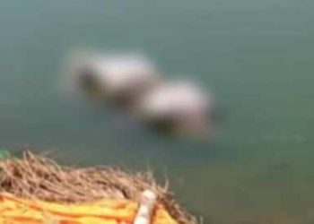 বীভৎস দৃশ্য! বিহাৰ, উত্তৰপ্ৰদেশৰ পাছত এইবাৰ মধ্যপ্ৰদেশৰ নদীতো উটি আহিছে একাধিক মৃতদেহ