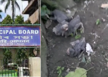 Armpit killed by Tangla Municipal Board