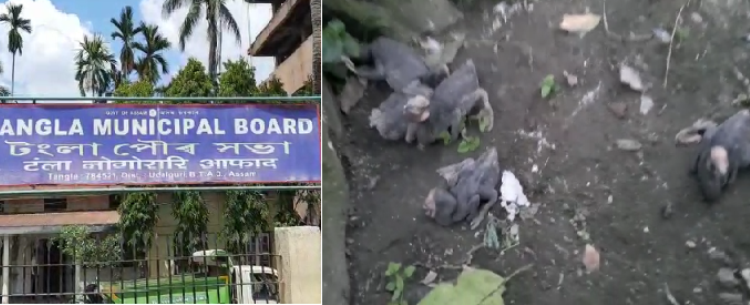 Armpit killed by Tangla Municipal Board