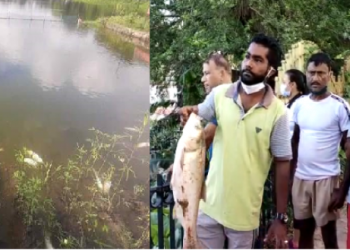 Fish dying in Dighalipoukhuri