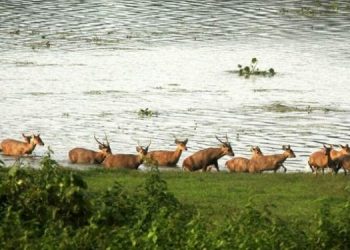 KNP-750x375