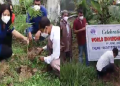 Plantation in Teok