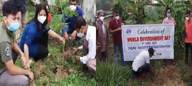 Plantation in Teok